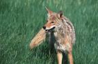 Coyote