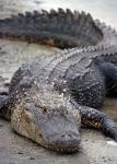 alligators