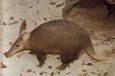 aardvark
