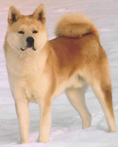 Akita