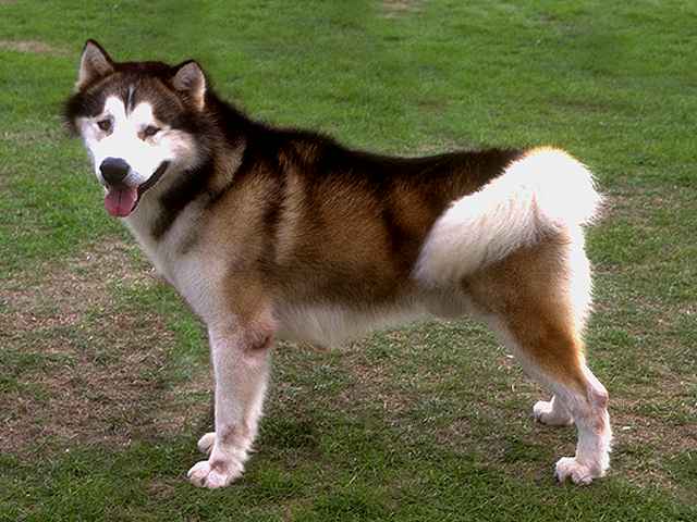 Alaskan Malamute