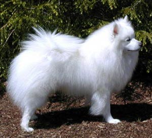 American Eskimo