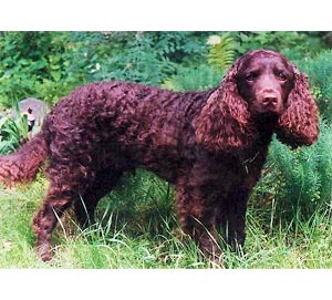 American Water Spaniel