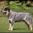 Australian Cattle Dog
