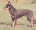 Australian Kelpie