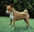 Basenji