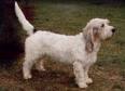 Basset Griffon Vendeer