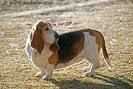 Basset Hound