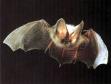Bat - Note: copyright owner unknown
