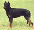 Beauceron