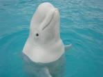 beluga