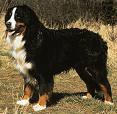 Bernese Mountaindog