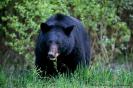 Black Bear - Note: copyright owner unknown