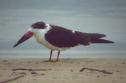 Blackskimmer - Note: copyright owner unknown