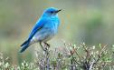 Bluebird - Note: copyright owner unknown