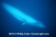 bluewhale