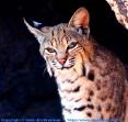 Bobcat - Note: copyright owner unknown