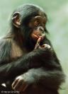 Bonobo - Note: copyright owner unknown