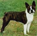Boston Terrier