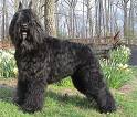 Bouvier des Flandres