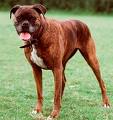 Boxer