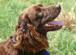 Boykin Spaniel