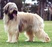Briard