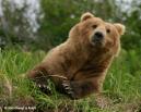Brown Bear - Note: copyright owner unknown