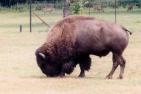 buffalo