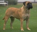 Bull Mastiff