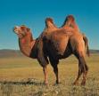 Camel - Note: copyright owner unknown