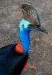 Cassowary - Note: copyright owner unknown