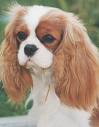 Cavalier King Charles