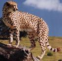 Cheetah - Note: copyright owner unknown