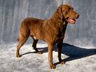 Chesapeake Bay Retriever