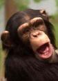 Chimp - Note: copyright owner unknown