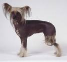 Chinese Crested