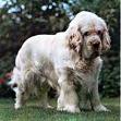 Cumber Spaniel