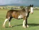 Clydesdale Horse - Note: copyright owner unknown
