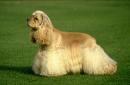 Cockerspaniel