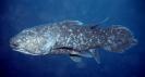 Coelacanth - Note: copyright owner unknown