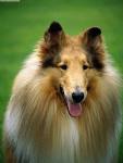 Collie