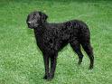 Curly Coated Retriever