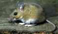 Deer Mouse