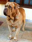 Doguedebordeaux
