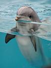 Dolphin Mammal