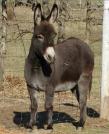 Donkey