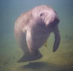 dugong