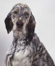 English Setter