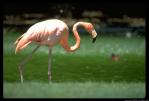 Flamingo - Note: copyright owner unknown